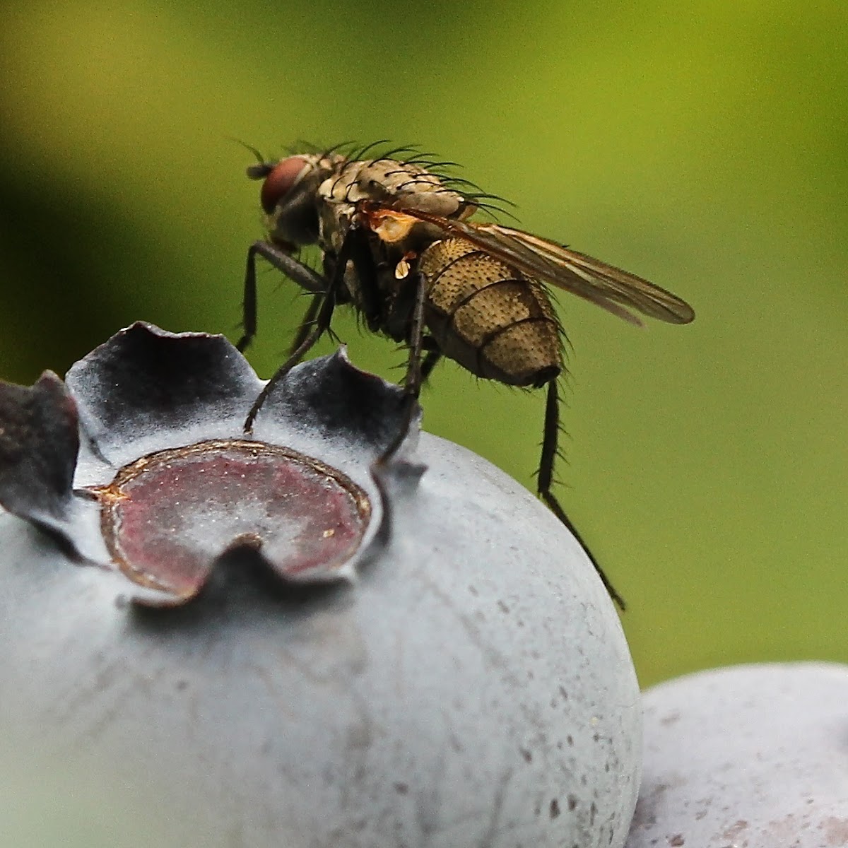 unknown fly