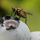 unknown fly