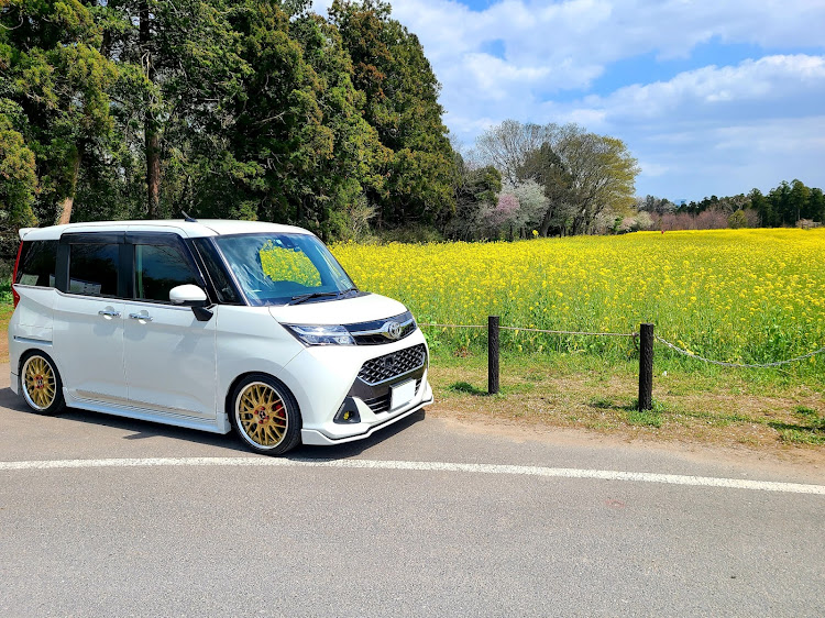 タンクカスタムの菜の花畑・菜の花畑とコラボ・菜の花畑と愛車・菜の花・芝山に関するカスタム事例の投稿画像2枚目