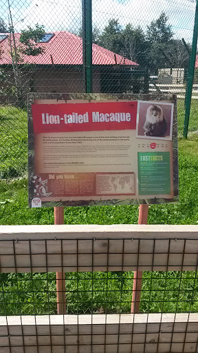 Lion-tailed Macaque,  Fota Wildlife Park 