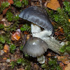 Cortinarius metallicus