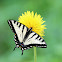 Canadian Tiger Swallowtail