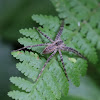 Nurseryweb Spider, juvenile