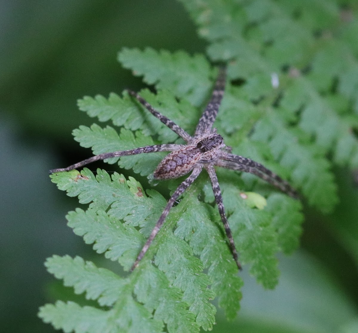 Nurseryweb Spider, juvenile