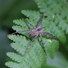 Nurseryweb Spider, juvenile