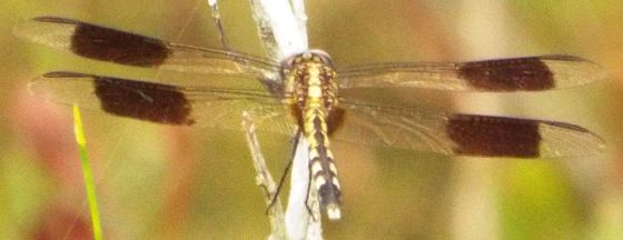 Band-winged Dragonlet