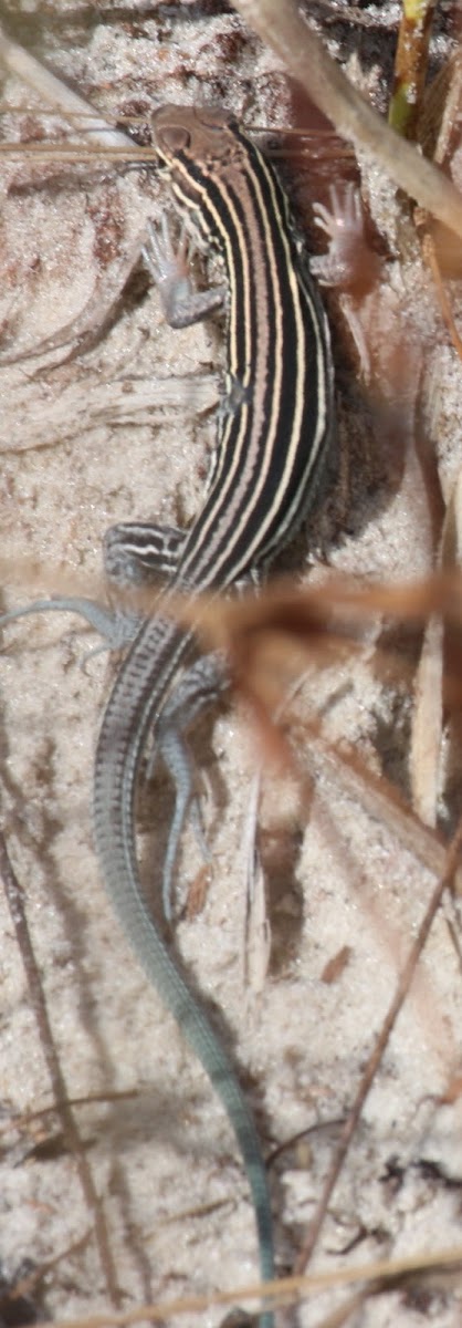 Six-lined Racerunner