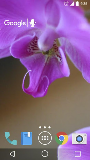 Pretty Orchids Live Wallpaper