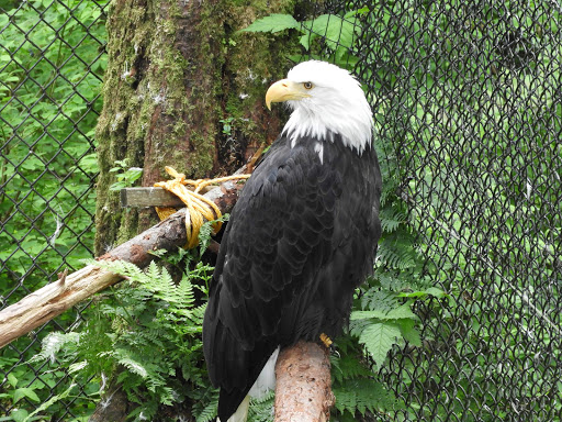 eagle-sitka-raptor-center.jpg -  An eagle recovering at the Alaska Raptor Center in Sitka, Alaska. 