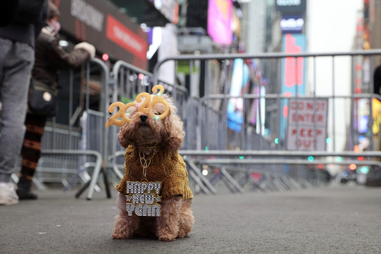 Teddy, a 12-year-old miniature poodle wearing 2022 glasses, sits on West 47th Street ahead of New Year's Eve celebrations at Times Square as the Omicron variant continues to spread in the Manhattan borough of New York City, US, on December 31 2021.