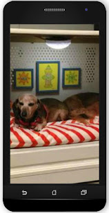 Diy Dog Houses(圖1)-速報App
