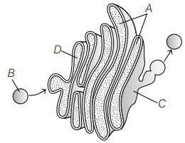 Endoplasmic Reticulum and Golgi Bodies