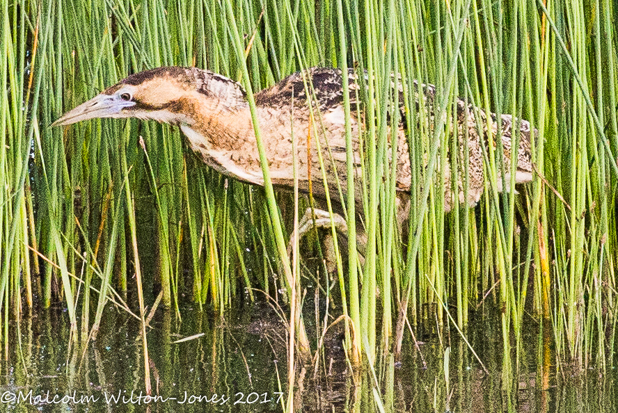 Bittern