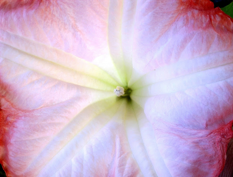 "Chi li ha pensati i fiori, prima, prima dei fiori" di Francesca Boschetti