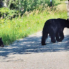 American Black Bear