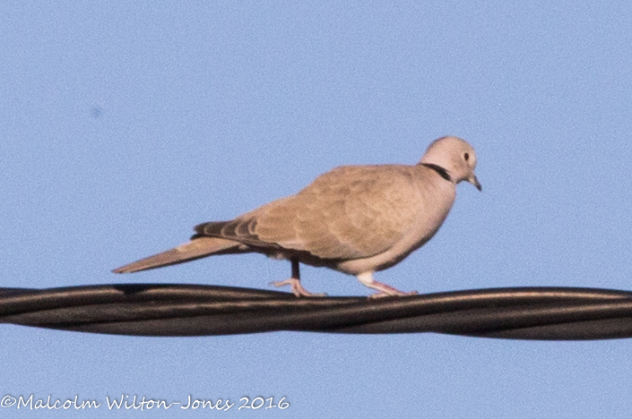 Collared Dove; Tórtola Turca