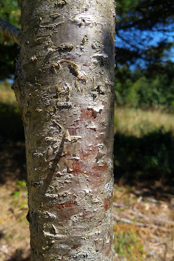 Sorbus aucuparia