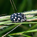 White flower chafer beetle