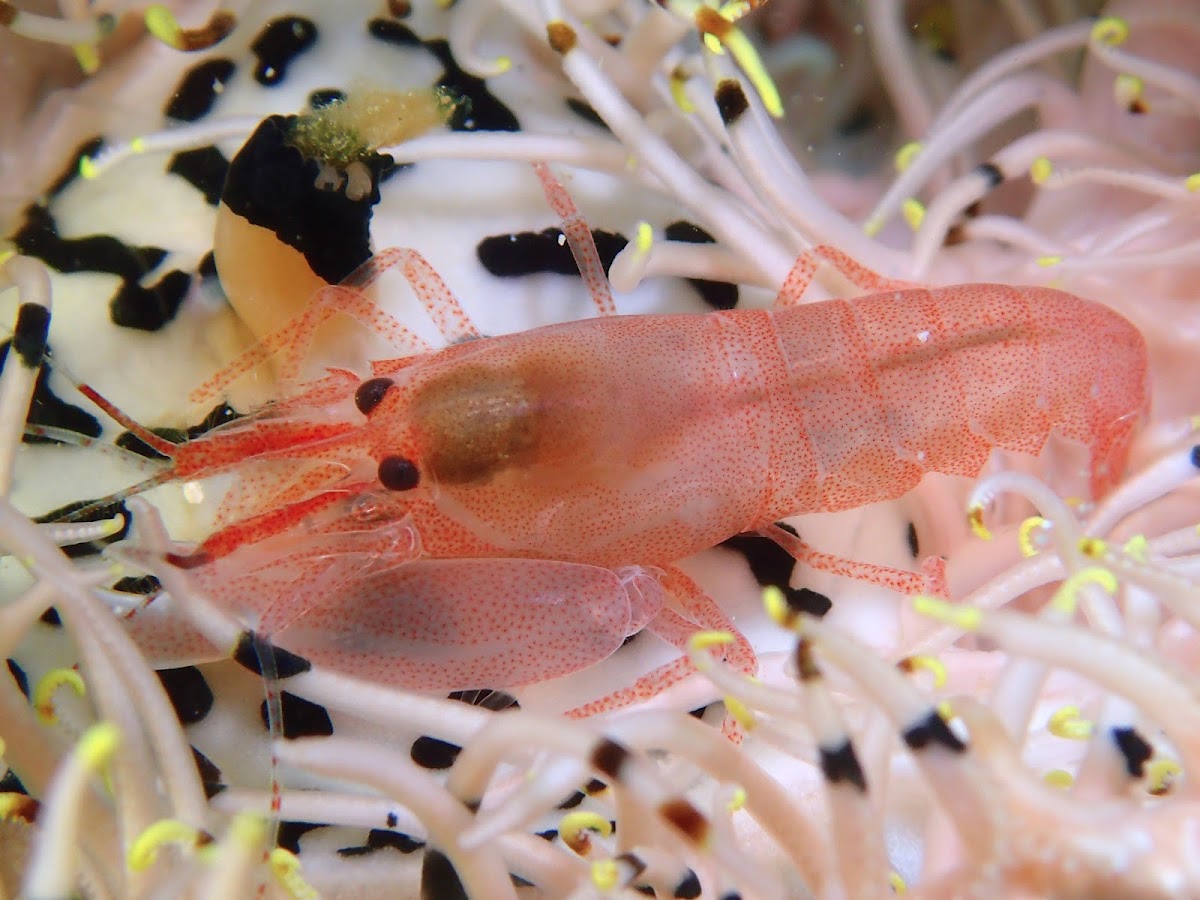 Snapping/Pistol Shrimp