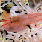 Snapping/Pistol Shrimp