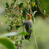 Hoffman's Woodpecker