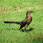 Great-tailed Grackle (female)