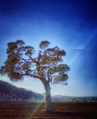 Baciato dal sole di donato_carrassi