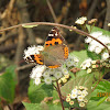 Indian Red Admiral Butterfly.