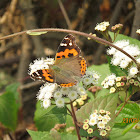 Indian Red Admiral Butterfly.