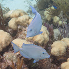 Blue Tang