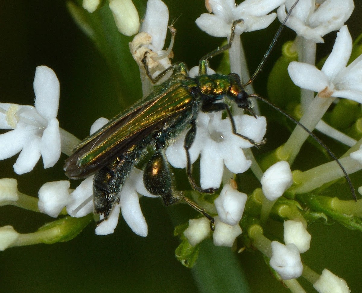 Thick-legged Flower Beetle (male)