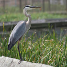 Great Blue Heron