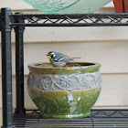 Yellow-throated Warbler