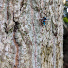 Jumping Spider