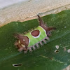 Saddleback Caterpillar