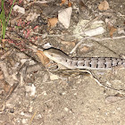 Southern Alligator Lizard