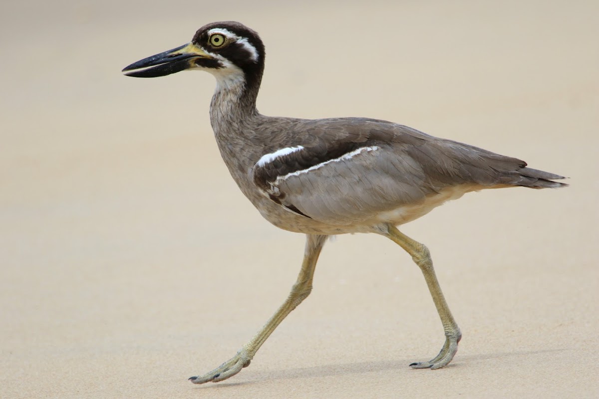 Beach Thick-knee