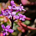 Orchis brancifortii Biv.