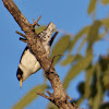 Varied Sittella