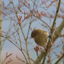 Brown bird