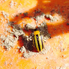 Striped Cucumber Beetle