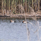 Red-crested Pochard; Pato Colorado