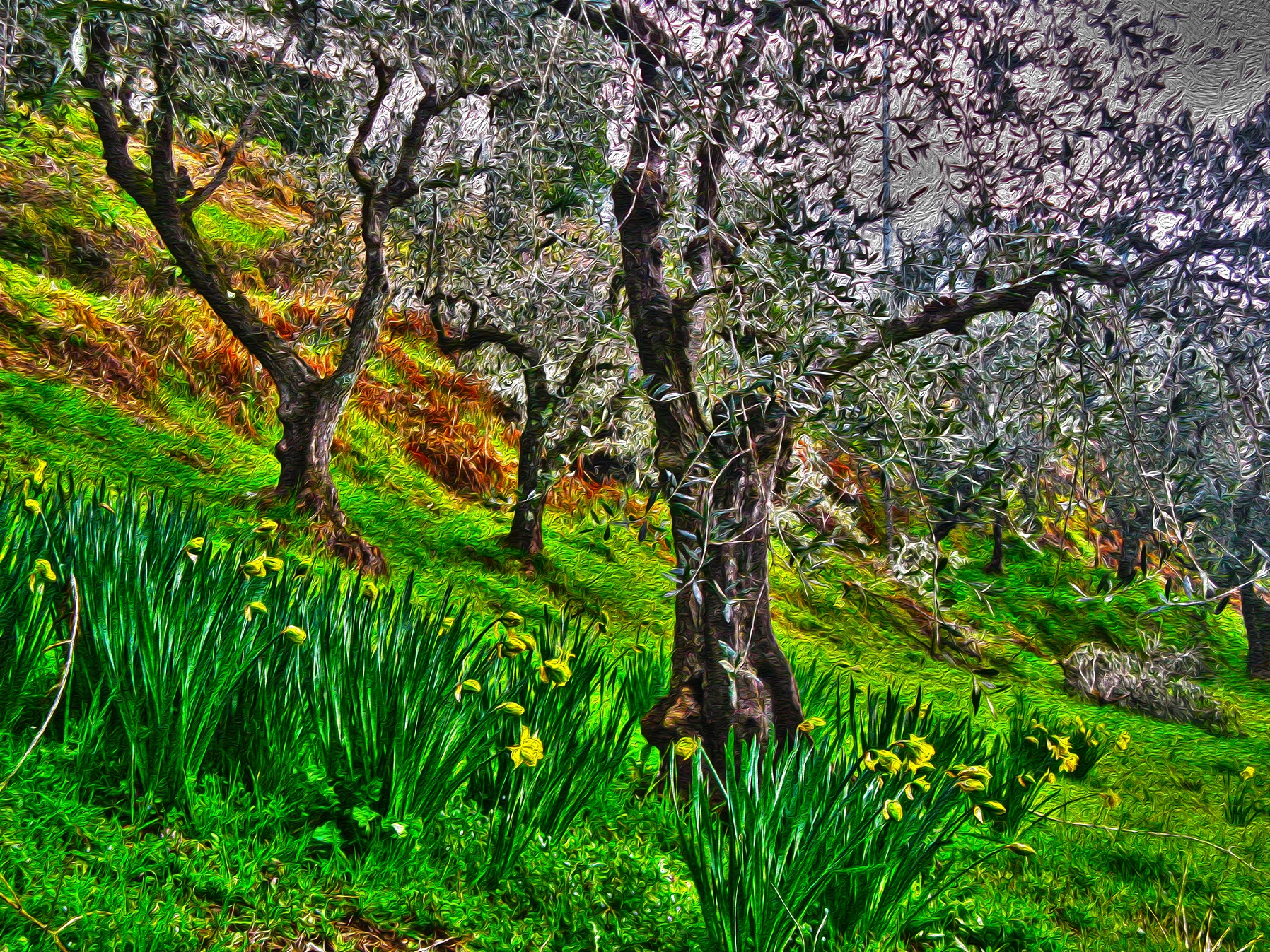 Scorcio di ulivi e tulipani di fasele72