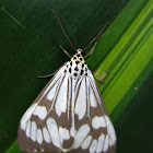 Erebid Moth