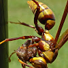 Horse's Paper Wasp