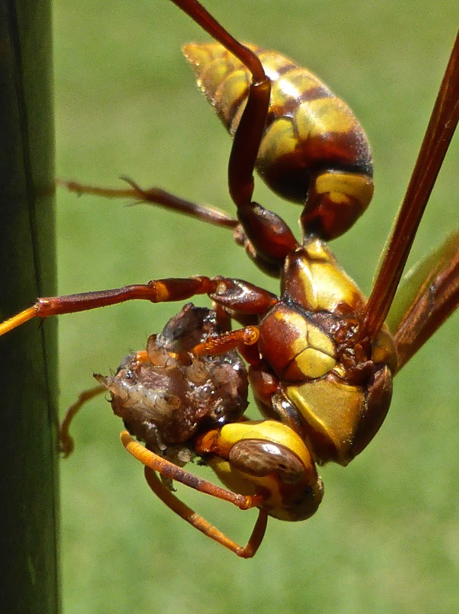 Horse's Paper Wasp