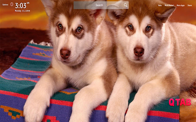 Husky Wallpapers Theme Husky New Tab