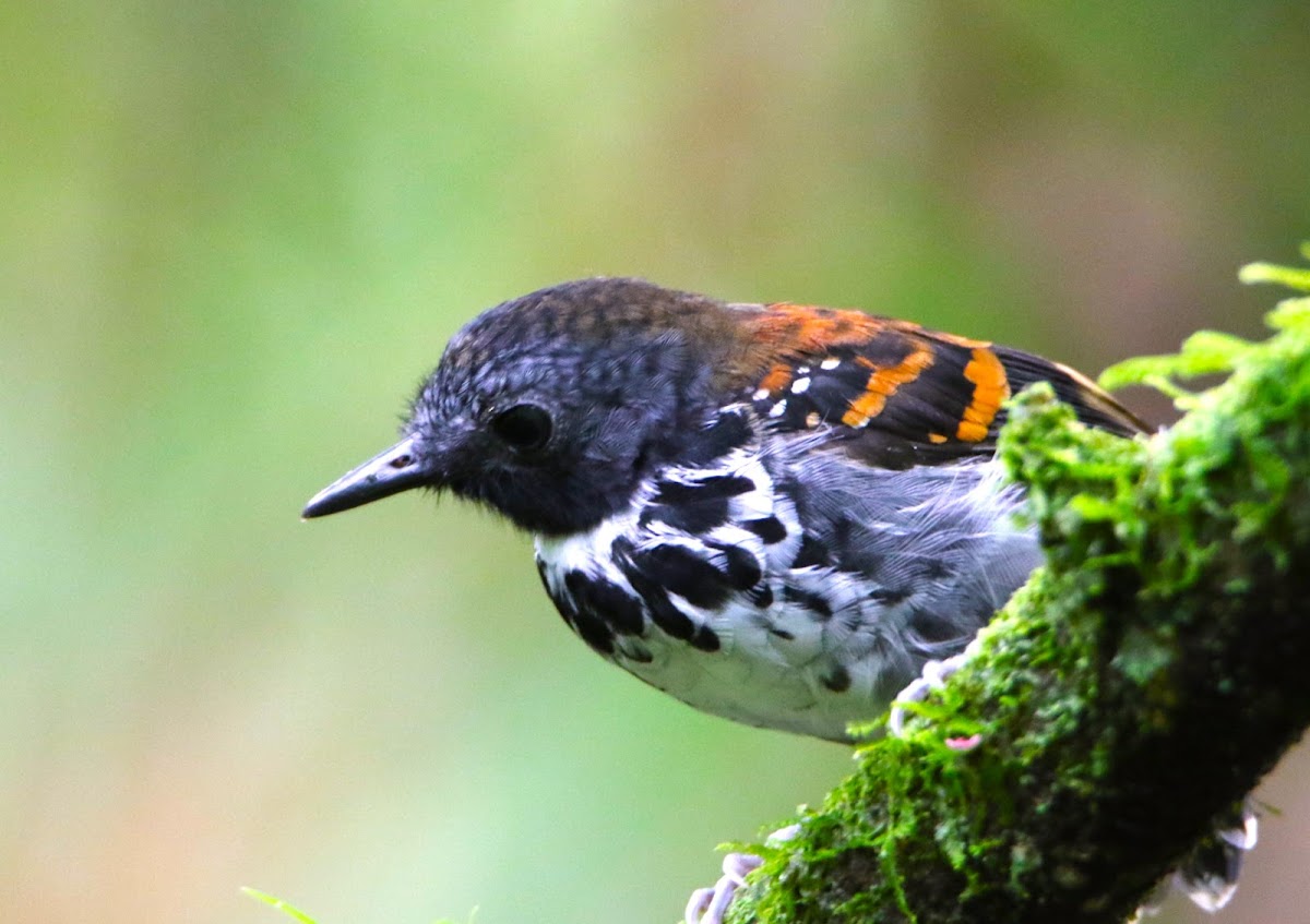 Spotted Antbird