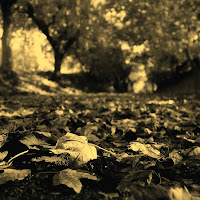 Autunno "sul viale" di 