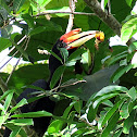 Rhinoceros hornbill (young)